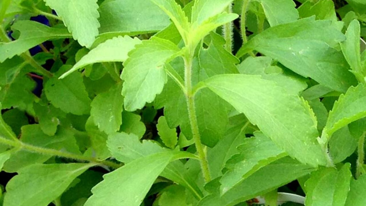 Adoante Stevia: quais os benefcios para minha sade?